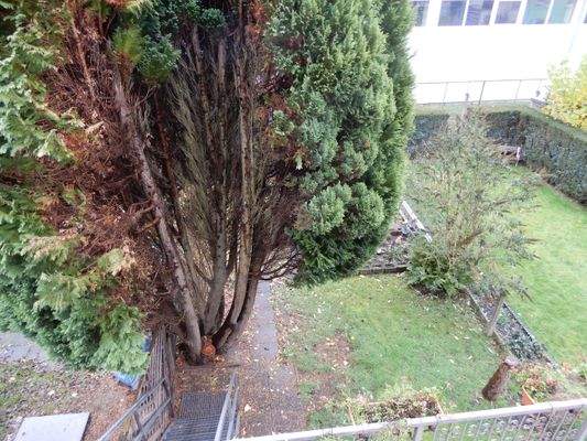 Sicht vom Balkon in den Garten