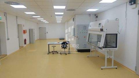 Homburg Halle, Homburg Hallenfläche