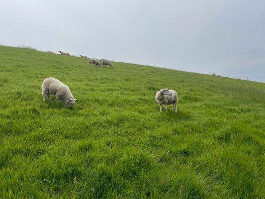 Schafe trifft man überall auf Eiderstedt