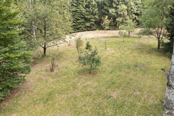 Lichtung mit Obstbäumen