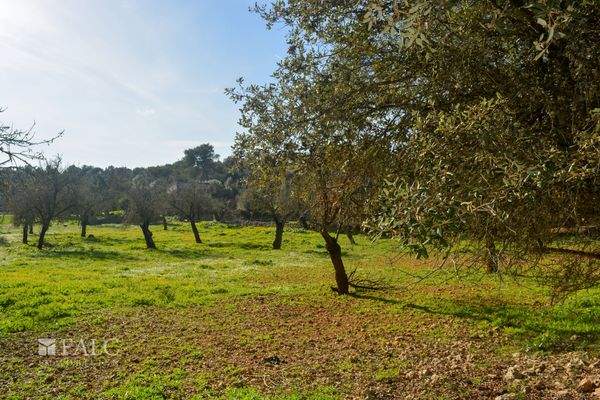 ... Obstbäumen/árboles frutales/fruit trees...