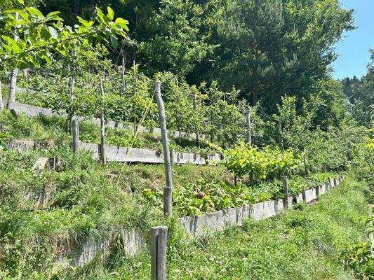 terrassierter Garten 