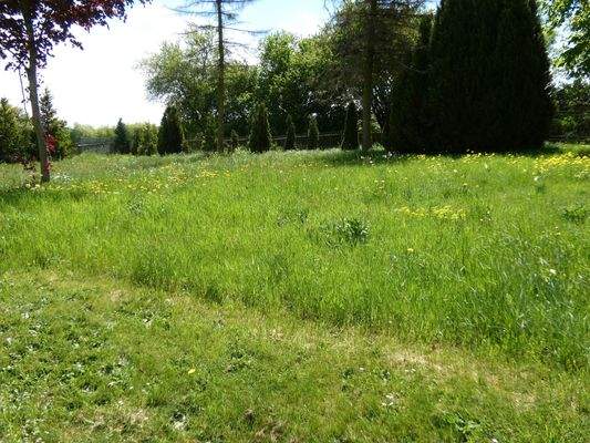 Wiese im hinteren Grundstück