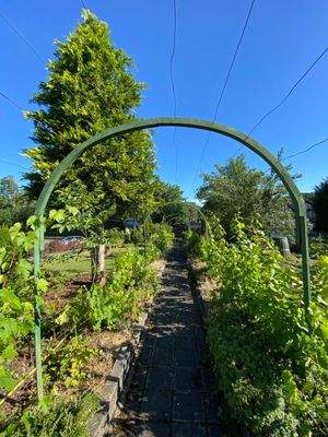 Weinlaube nach Norden
