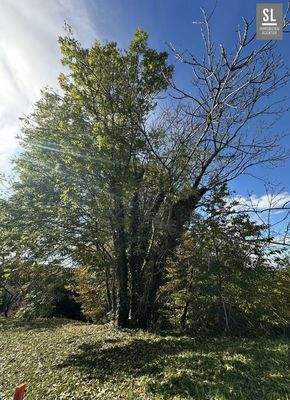 Diese Baumgruppe gehört zur Hälfte dem Nachbarn