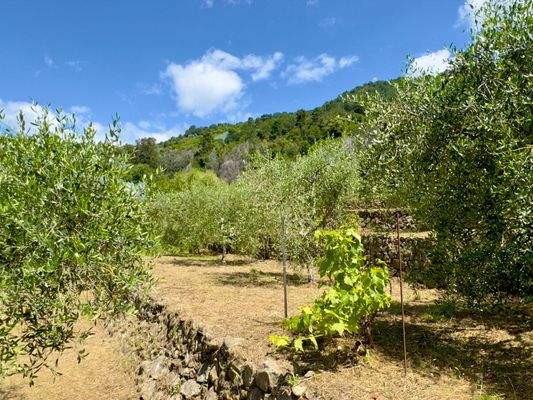 PE973_23 TERRA ITALIA IMMOBILIEN_LIGURIEN_COTTAGE_