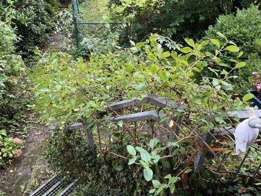 Kleiner Garten Bild 1