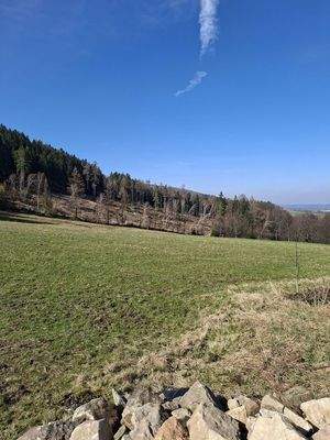 Blick zum Wald und Wiese