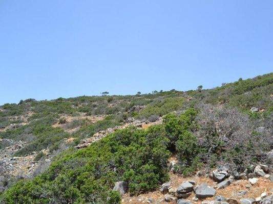 Kreta, Elounda: Großes, erstklassiges Grundstück in erster Meereslinie zu verkaufen