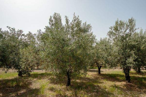 Olivenbäume