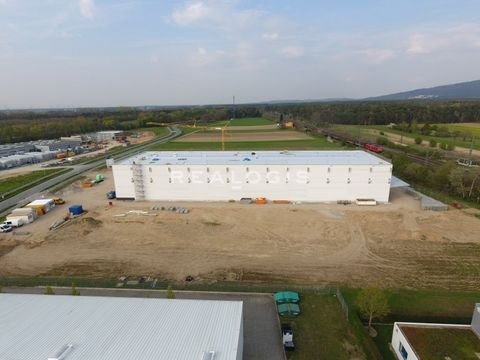 Bensheim Halle, Bensheim Hallenfläche