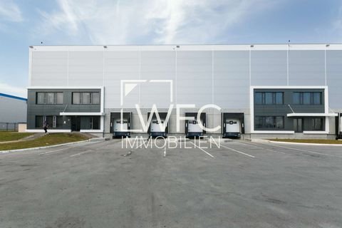 Bogen Halle, Bogen Hallenfläche