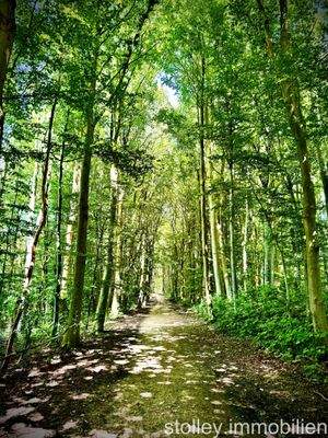 der Wald vor der Tür