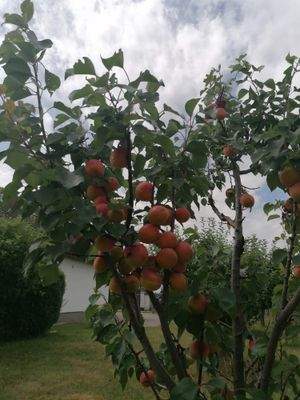 WhatsApp Bild 2025-09-18 um 13.03.47_6e54b15f.jpg