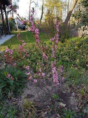 Garten rechts des Hauses