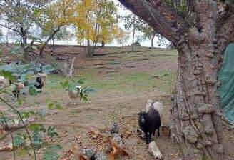 Manchmal "mähen" Schafe das Grundstück