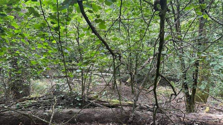 Biotopfläche in Fl.Nr. 551