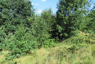 bewachsenes Baugrundstück 