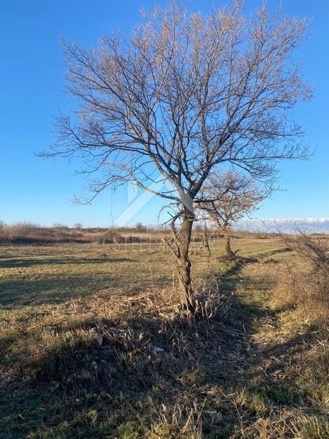 Zemunik Donji center Bauernhöfe, Landwirtschaft, Zemunik Donji center Forstwirtschaft