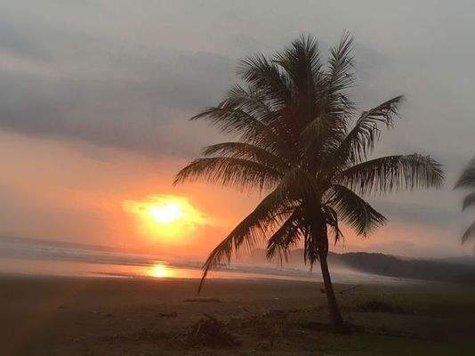 ImmoScout360 Palme am Strand von Coyote