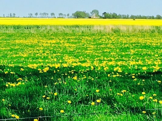 Natur pur - Blick nach vorne