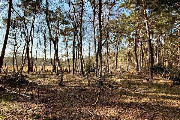Blick in den eigenen kleinen Wald.