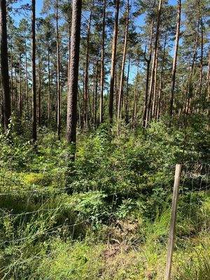 Lockerer Kiefernbestand mit Unterbau