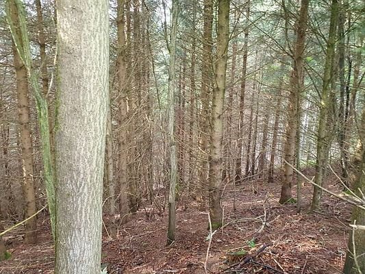 Wald mit Fichtenbestand