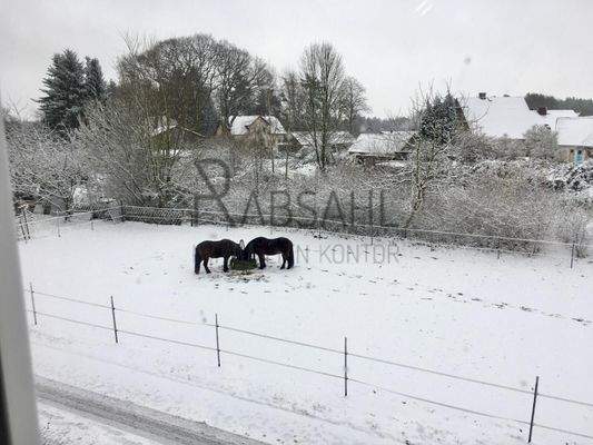 Pferdewiese im Winter