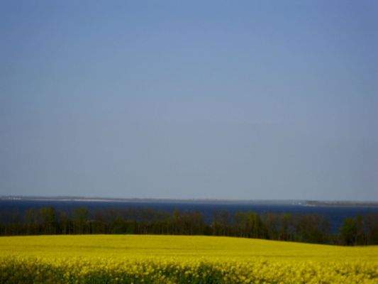 Rapsfeld Wohlenberg.jpg