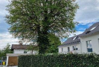 Lindenbaum.jpg