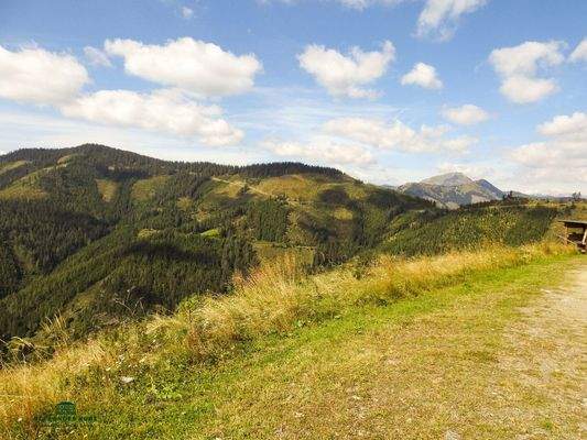 Pachtjagd in der Steiermark Immobilien-Kurz-Salzburg