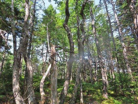 Cape Breton - Atlantik-Grundstück in herrlicher ge