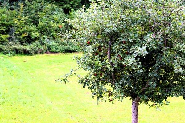 traumhafter Blick aus dem Fenster in den Garten