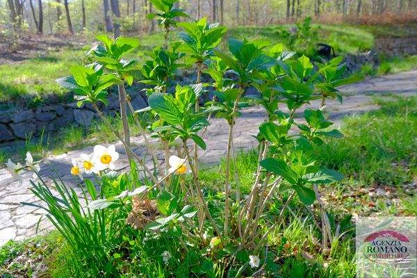 Rif 1510(Copy26).jpg