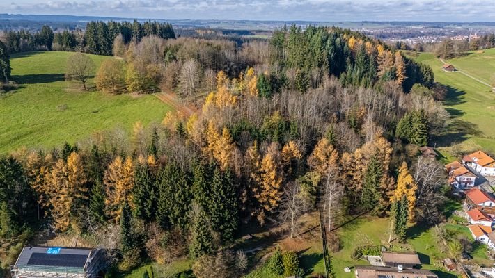 Grundstück mit Wald