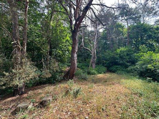 Bewaldeter Teil des Grundstücks