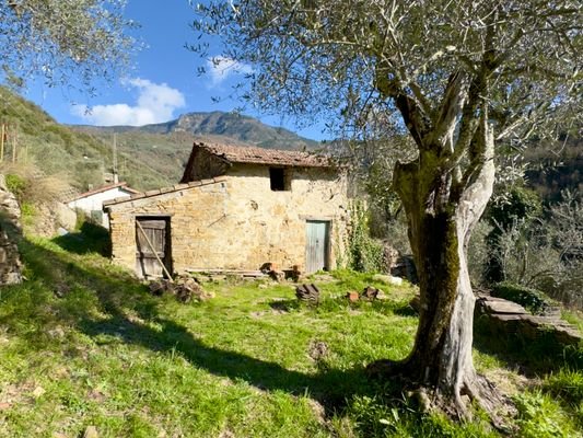 AP961_02 TERRA ITALIA IMMOBILIEN_LIGURIEN_APRICALE