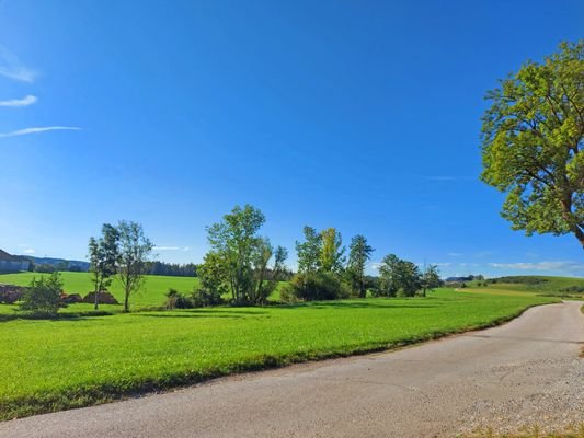 Grüne Umgebung