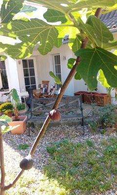 Feigenbaum im Garten