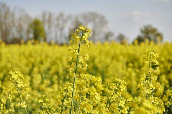 Impression von Schwarme