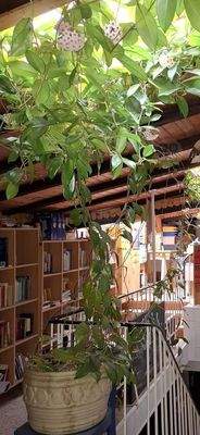 Bibliothek/Büro im Dachgesch.