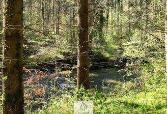 Waldverkauf-Ravensburg_22.jpg