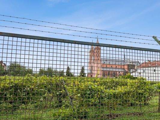 Weingarten Liebfrauenmilch