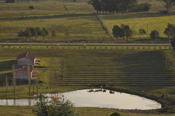 Die Pferde und der Stall