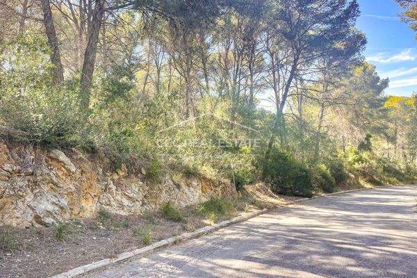 ...mit leichtem Baumbestand