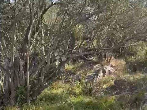 Centar Bauernhöfe, Landwirtschaft, Centar Forstwirtschaft