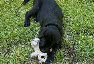 Endlich bekommen Ihre Kinder einen eigenen Hund!