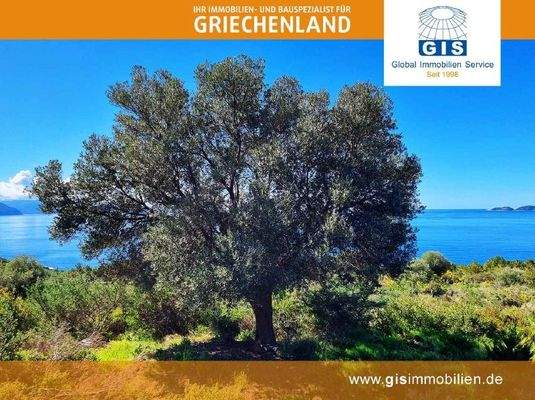 Olivenbaum auf dem Grundstück