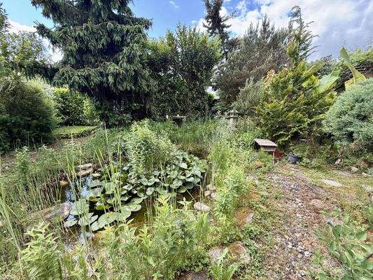 Naturreich mit Goldfische